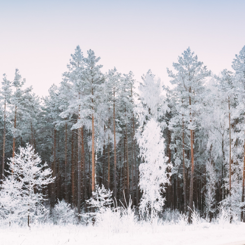 Winter landscape with snow